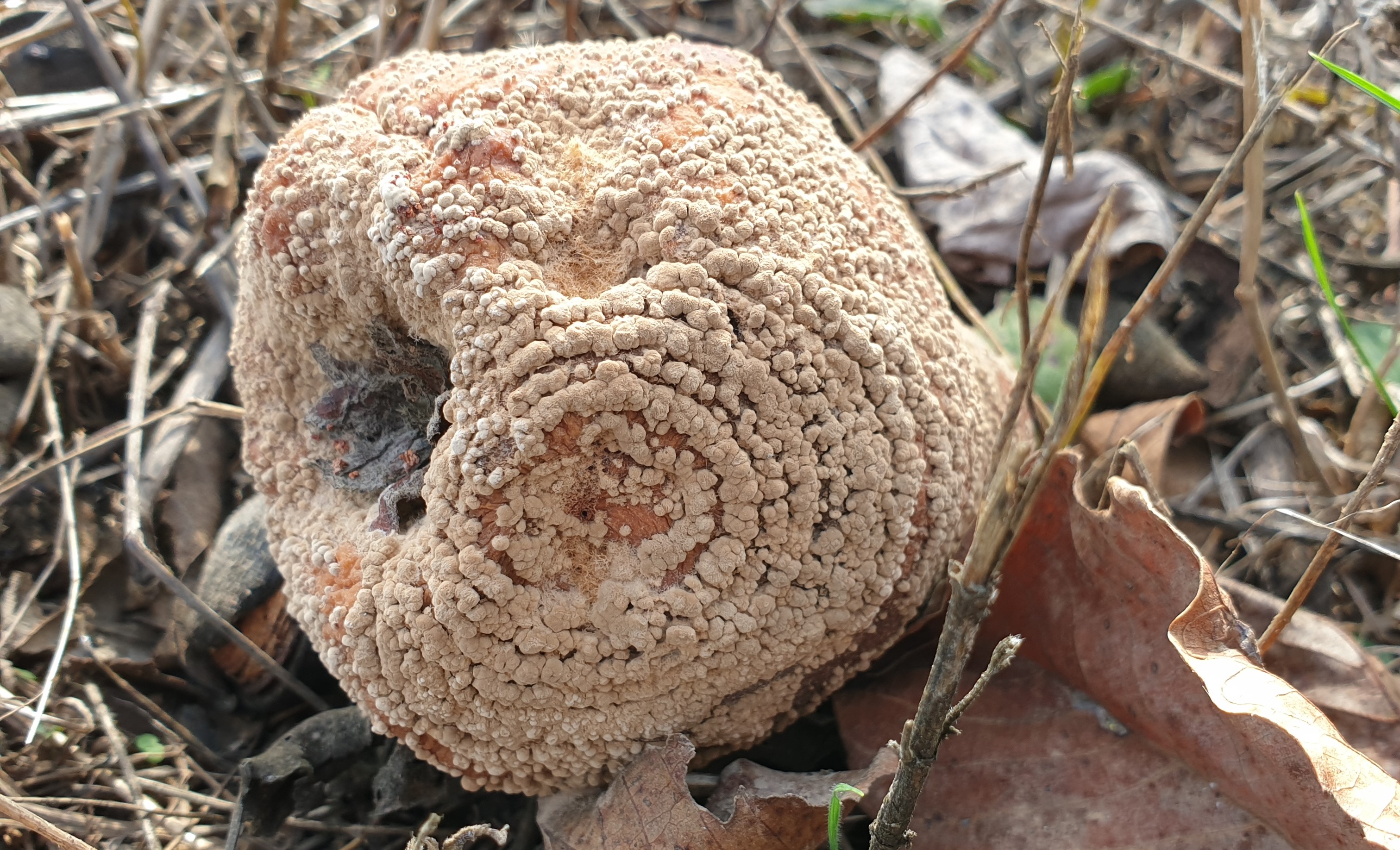 2023. évi 18. növényvédelmi felhívás – Zsigó György