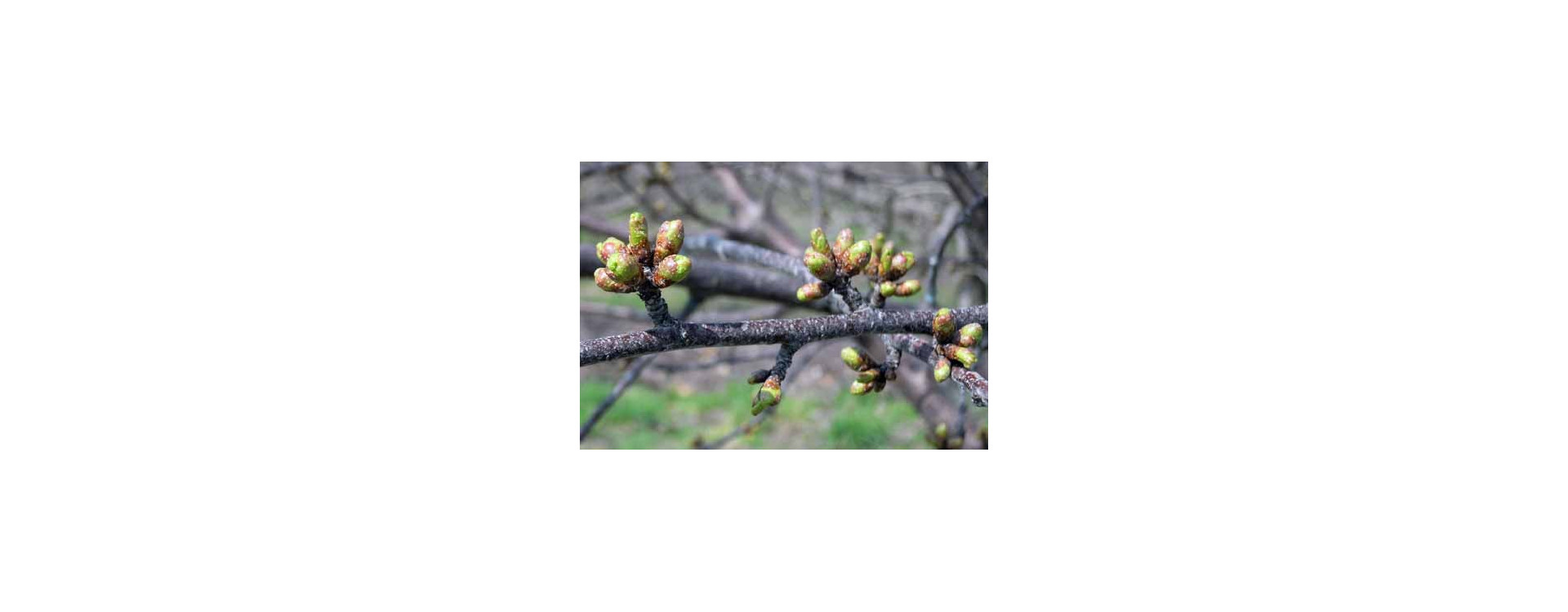 Növényvédelmi teendők – 2021. április 1-7.