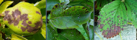 Zsigó György – Hasznos közlendők kertbarátoknak – 2018/16