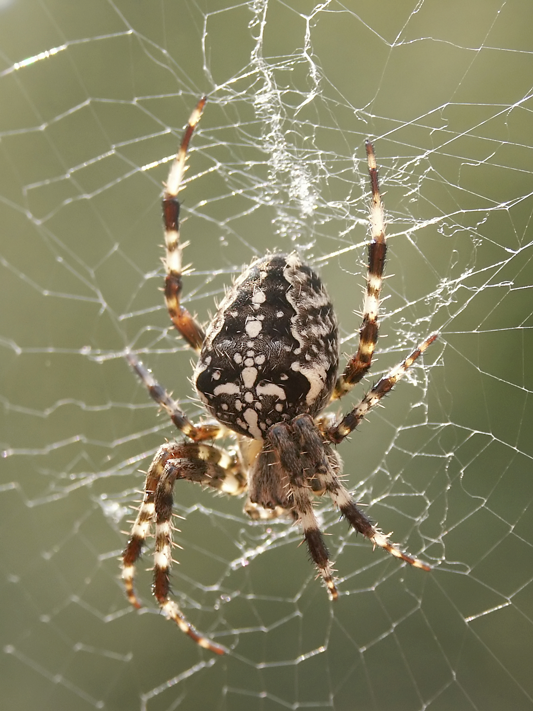 A keresztespóknak sok haszna lehet