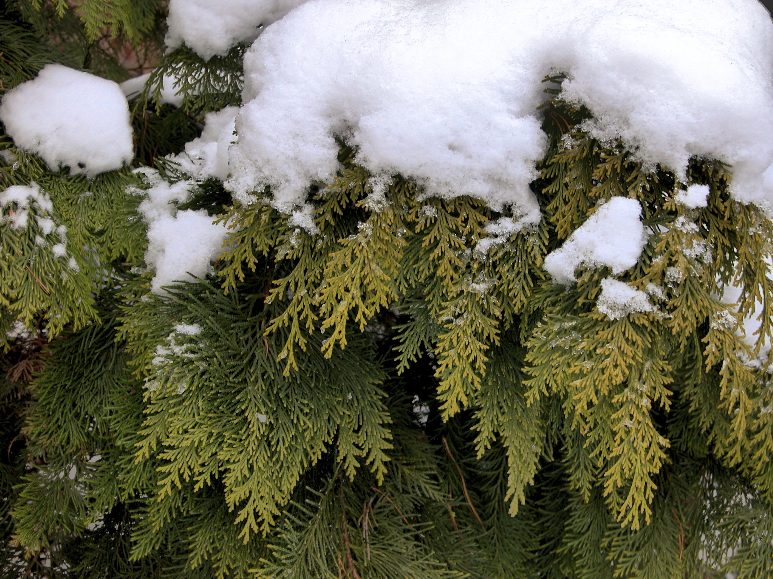 Öntözni télen is kell