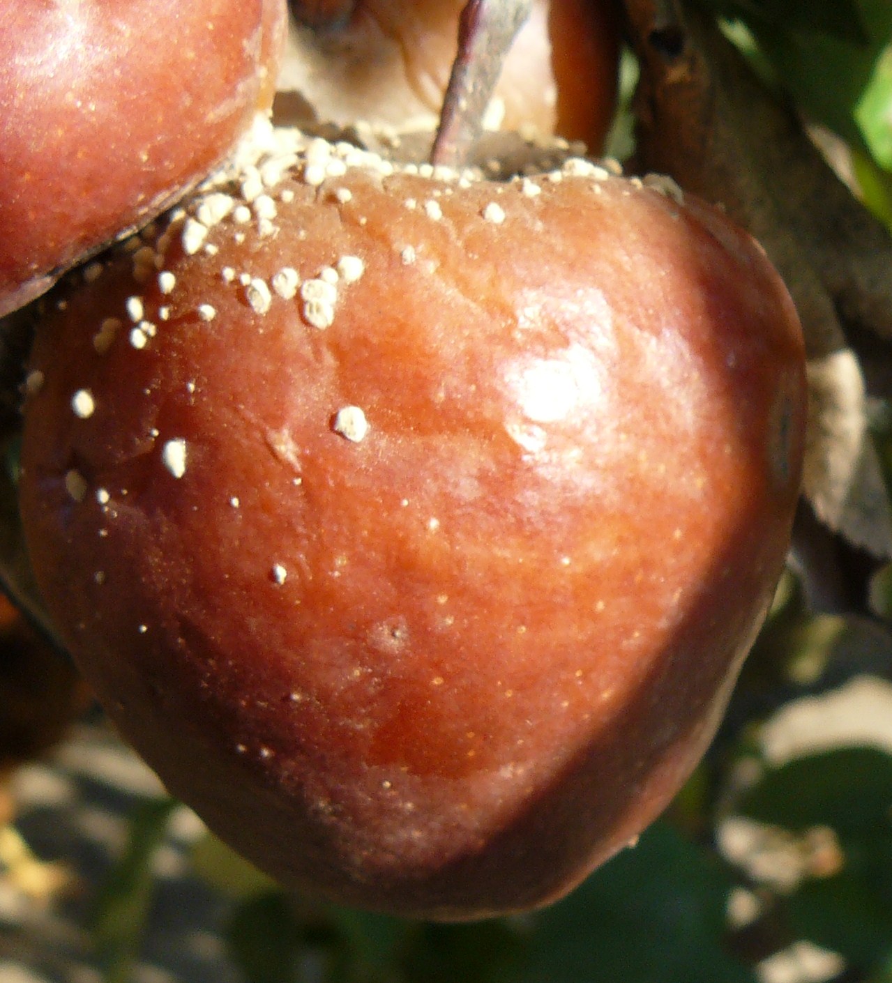 Növényvédelmi teendők 2013. május 20-26.