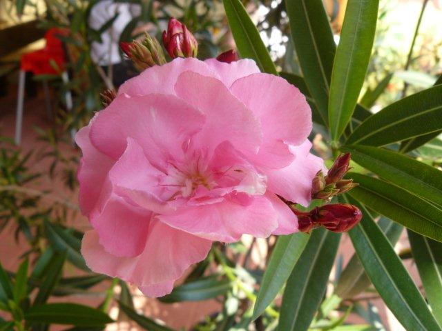 Leander, nem csak a tengerparton