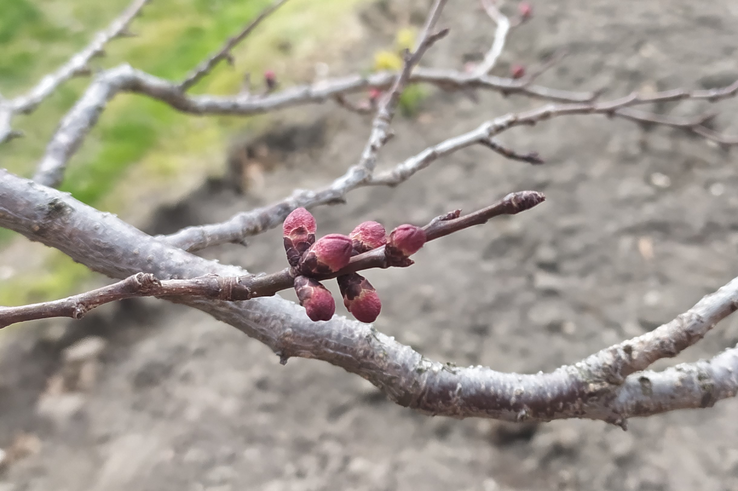Növényvédelmi teendők – 2022. március 14-20.