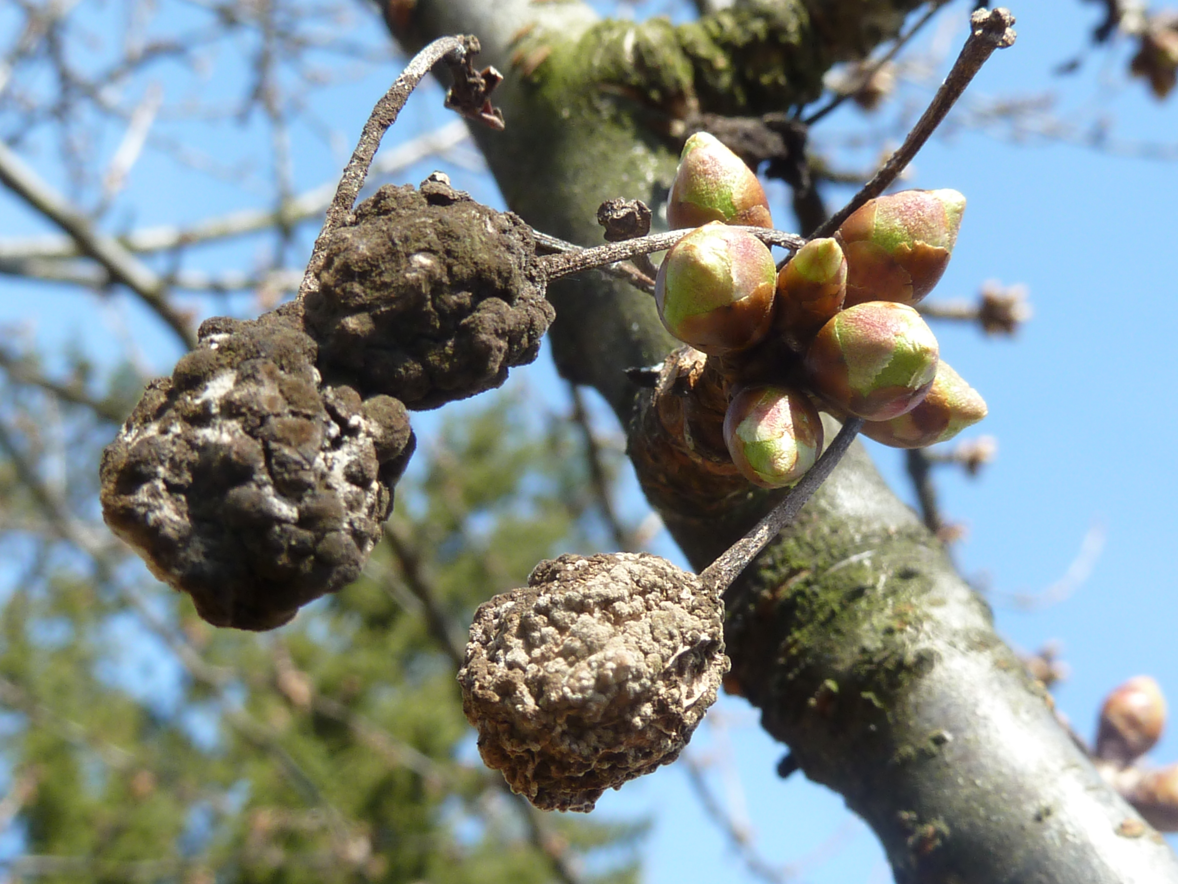 2022. évi 4. növényvédelmi „moníliás” felhívás – Zsigó György