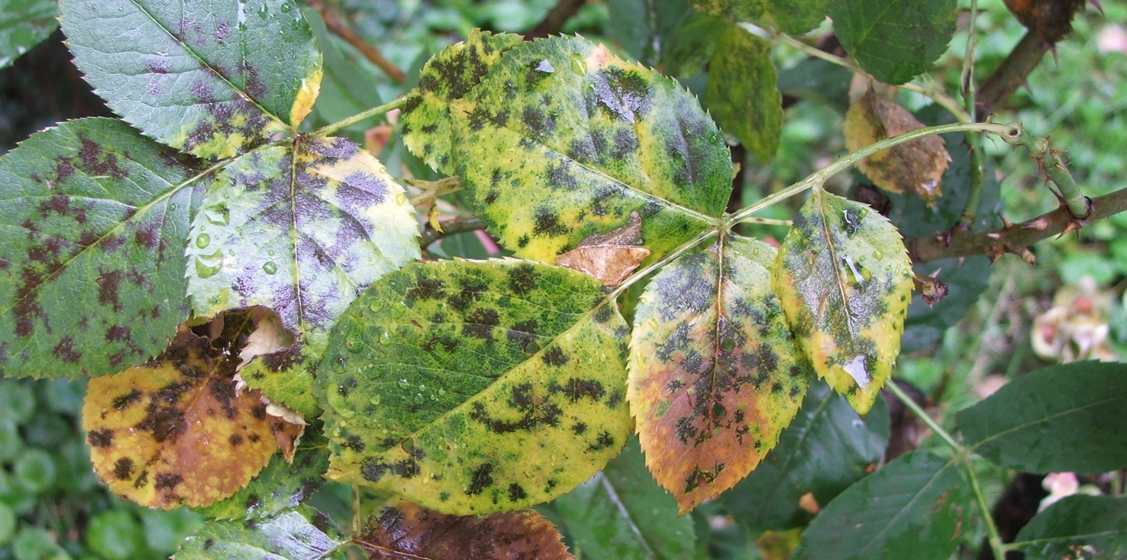 Növényvédelmi teendők – 2023. augusztus 3. hét