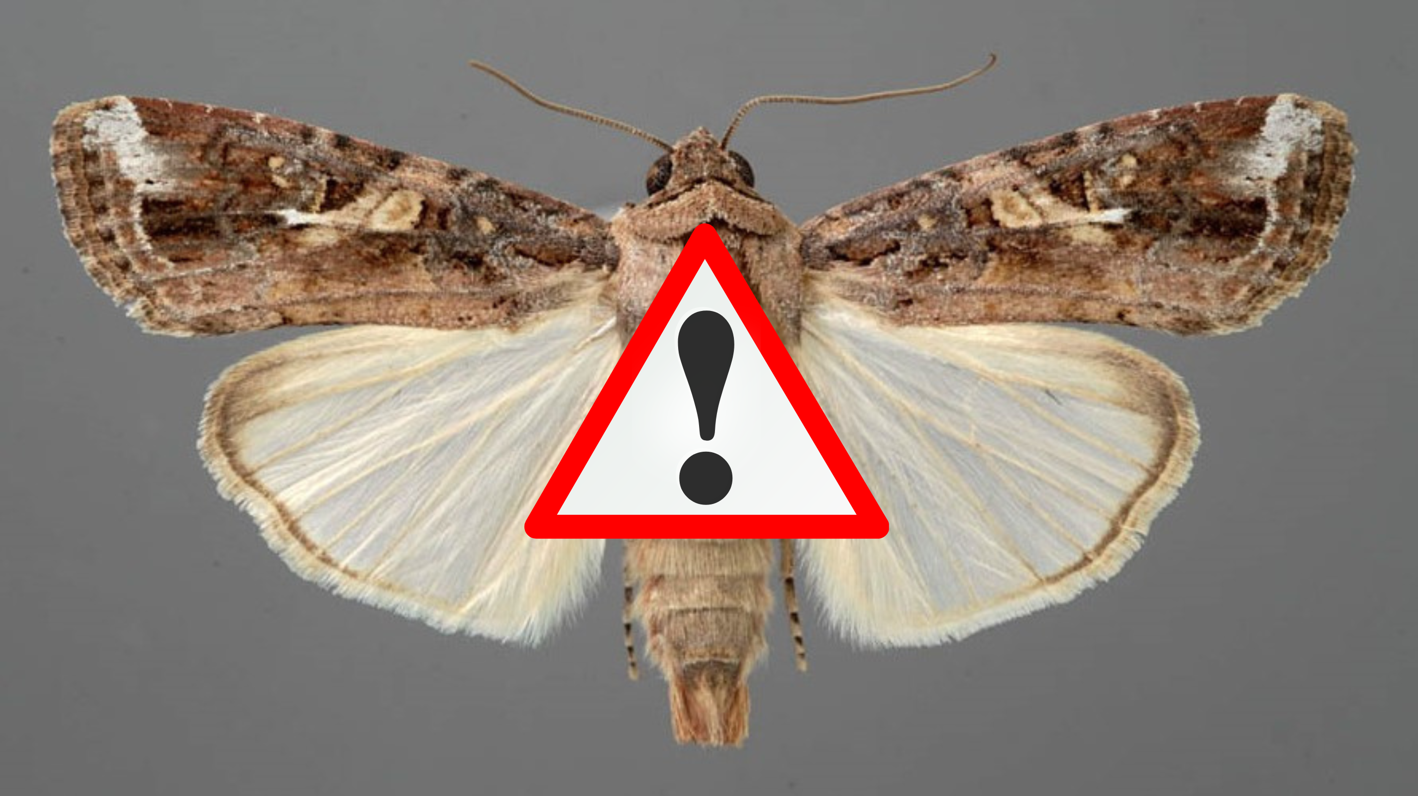 Veszélyes kártevő terjed Európában: az őszi sereghernyó