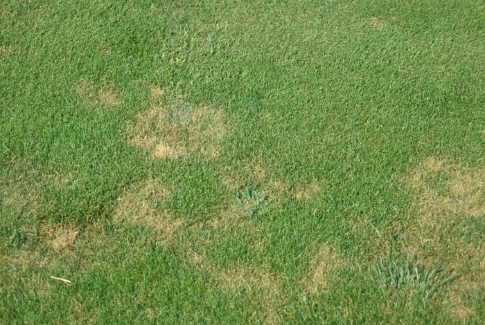 Növényvédelmi teendők – 2018. augusztus 11-17.