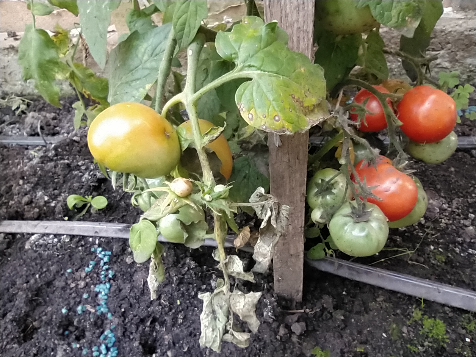 Növényvédelmi teendők – 2022. július 8-14