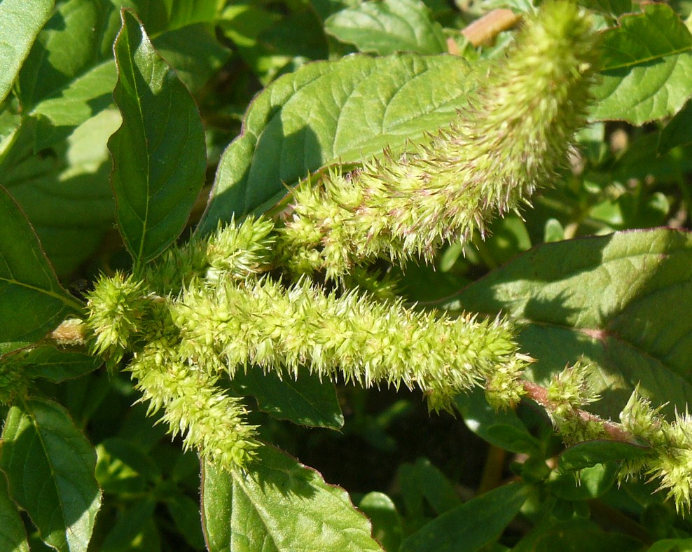 Az alma fontosabb gyomnövényei