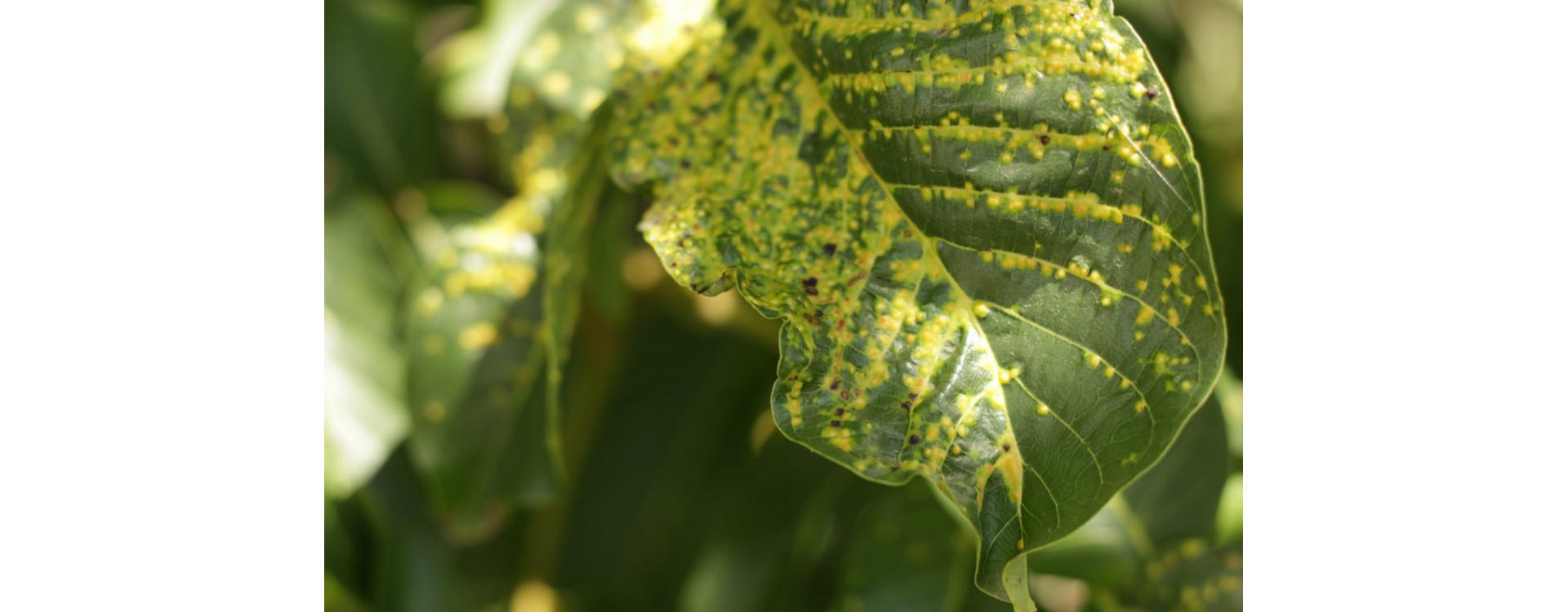 Növényvédelmi teendők 2020. május 29.-június 5.