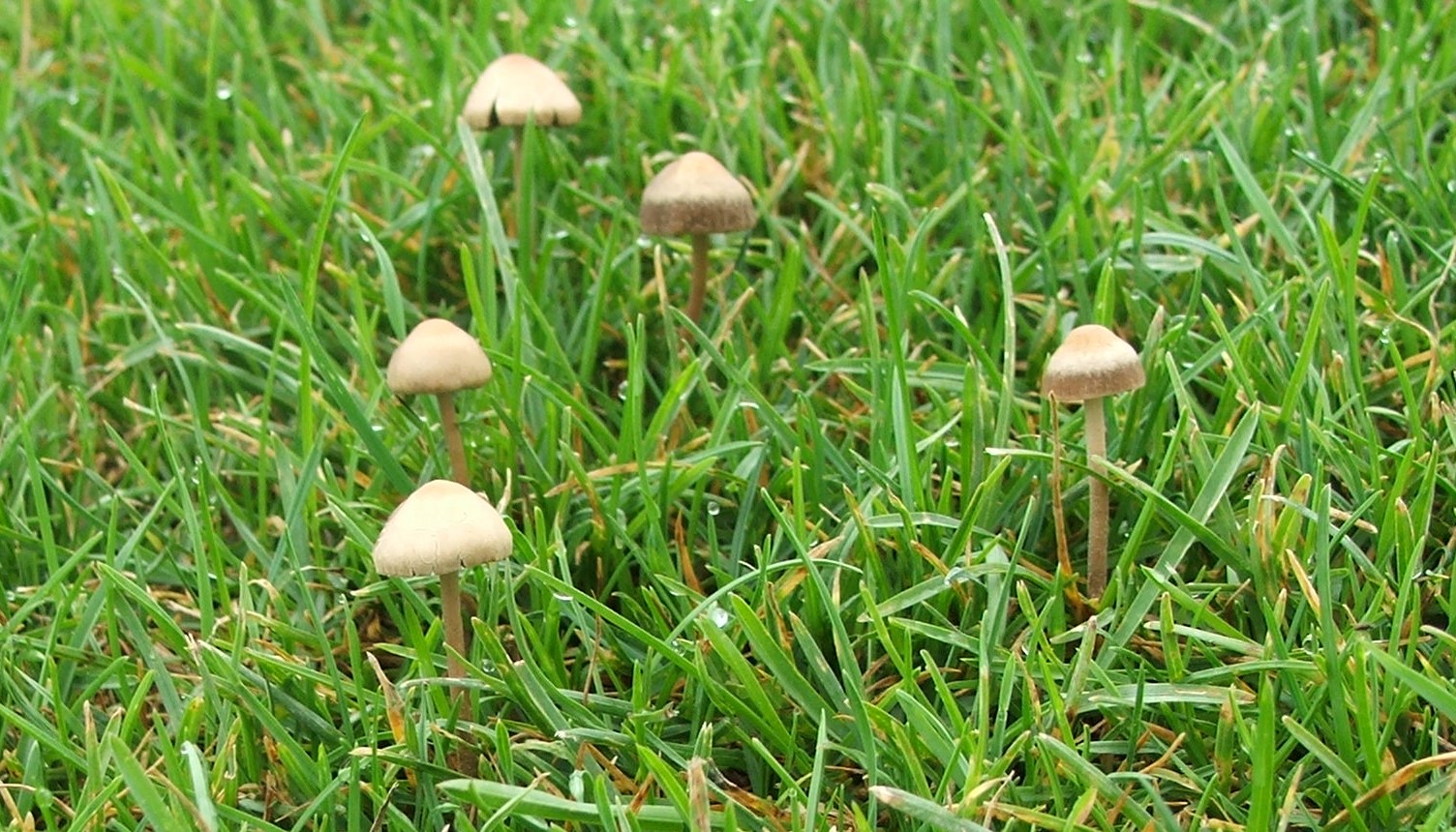 Kalapos gombák a gyepben