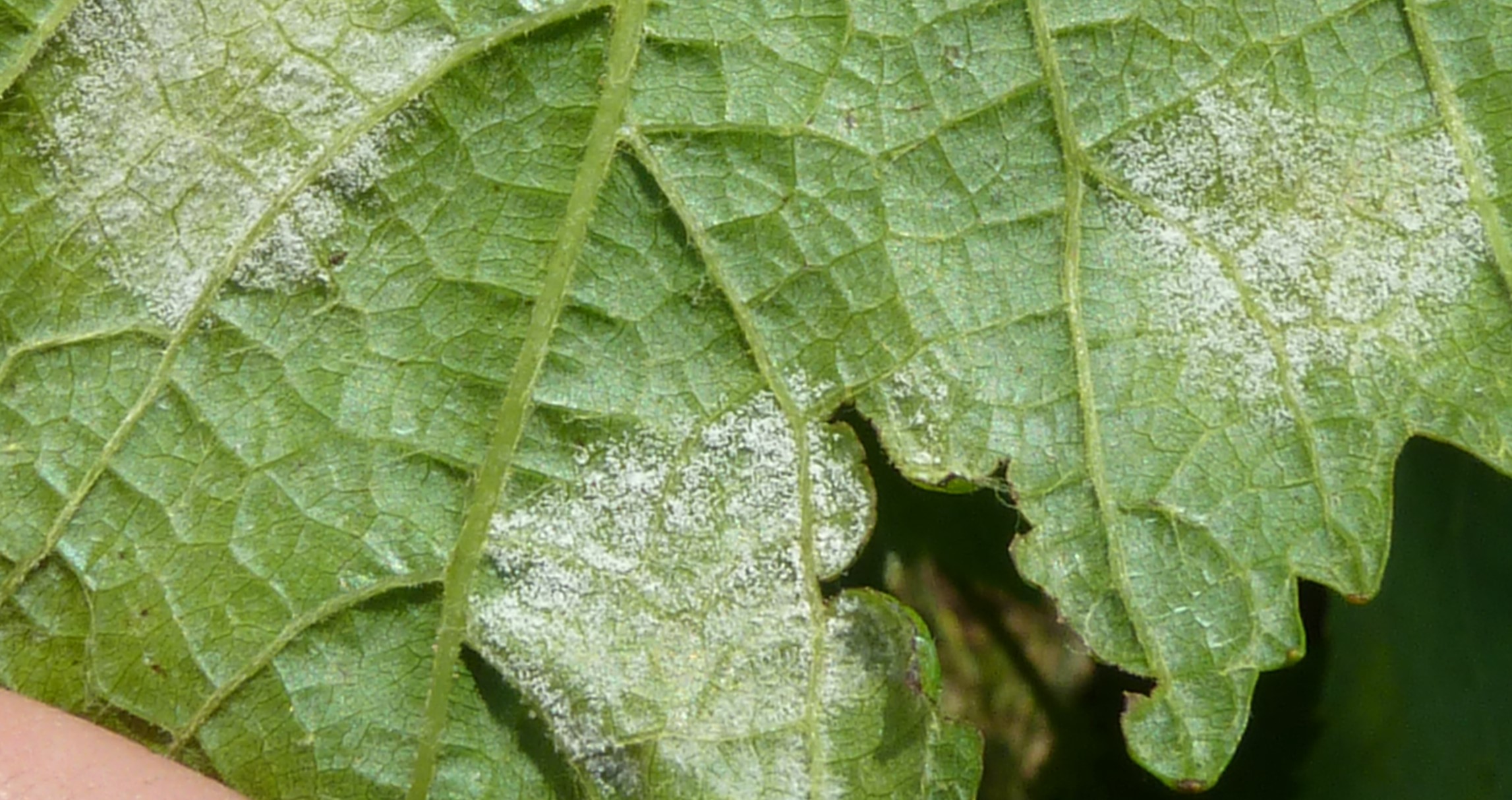 2023. évi 13. - peronoszpórás - növényvédelmi felhívás – Zsigó György