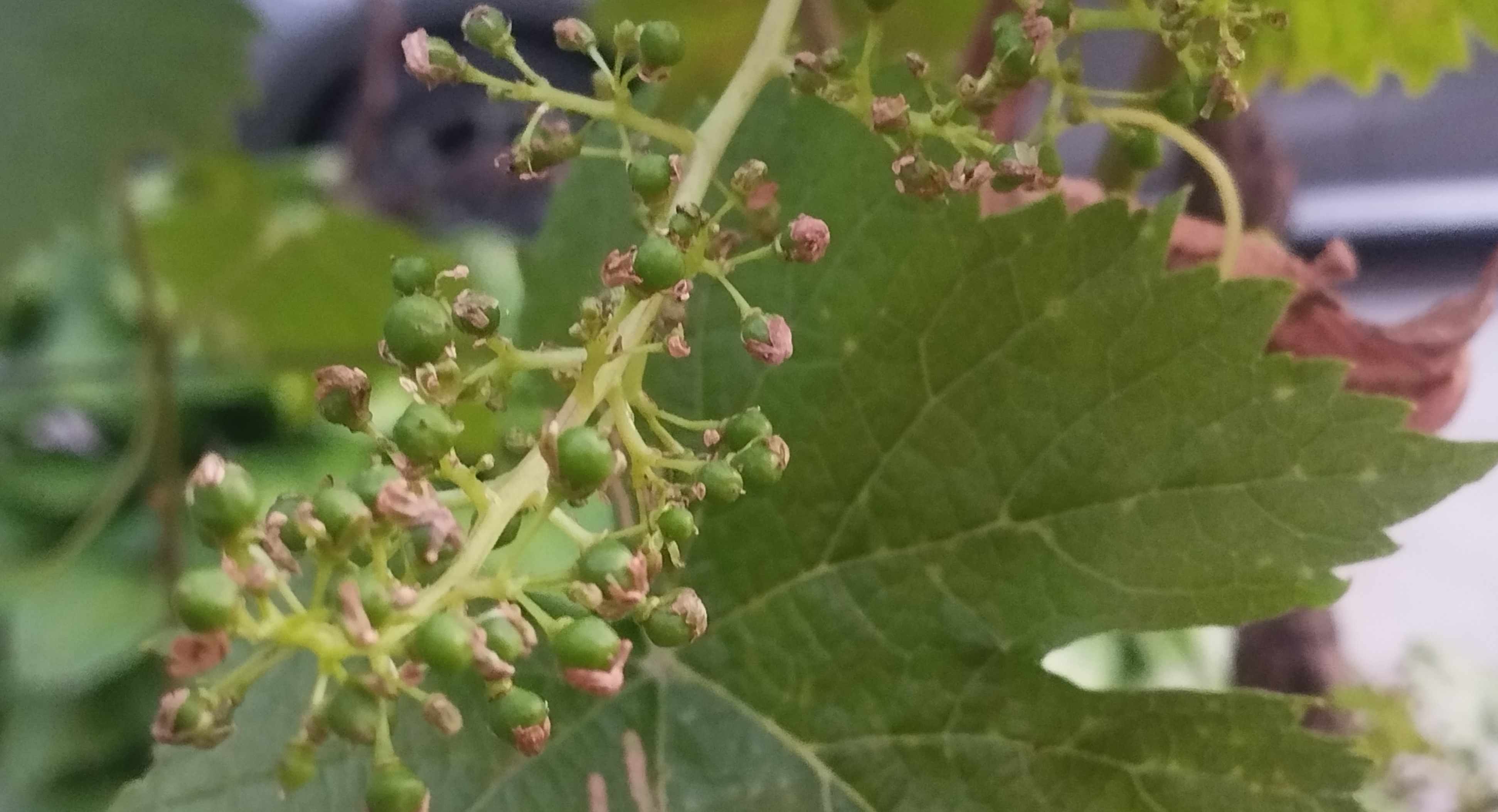 Növényvédelmi előrejelzés – 2023. június 4. hét