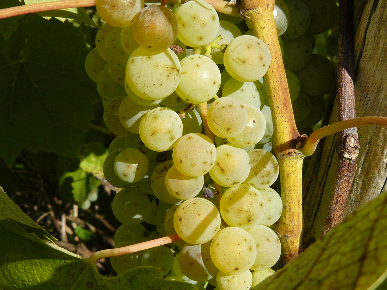 A szőlő gomba betegségei