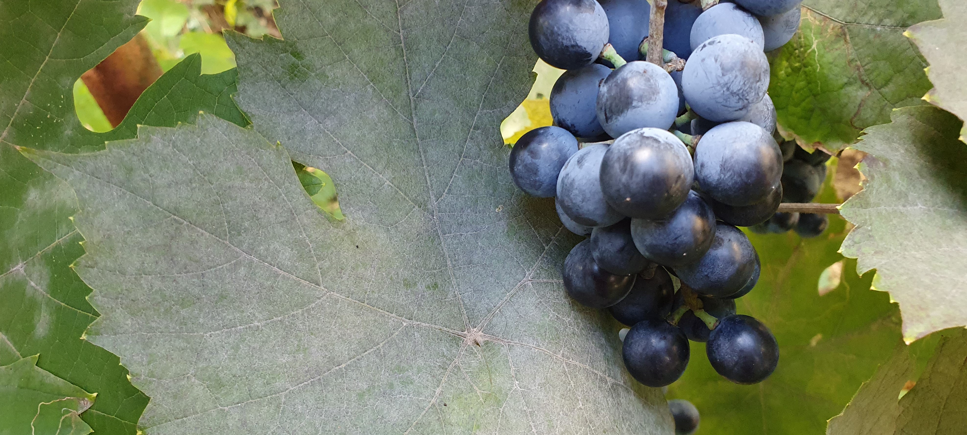 2022. évi 21. növényvédelmi felhívás – Zsigó György