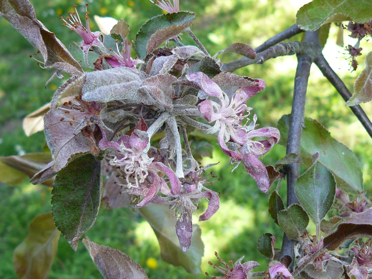 Zsigó György – Hasznos közlendők kertbarátoknak – 2014/9