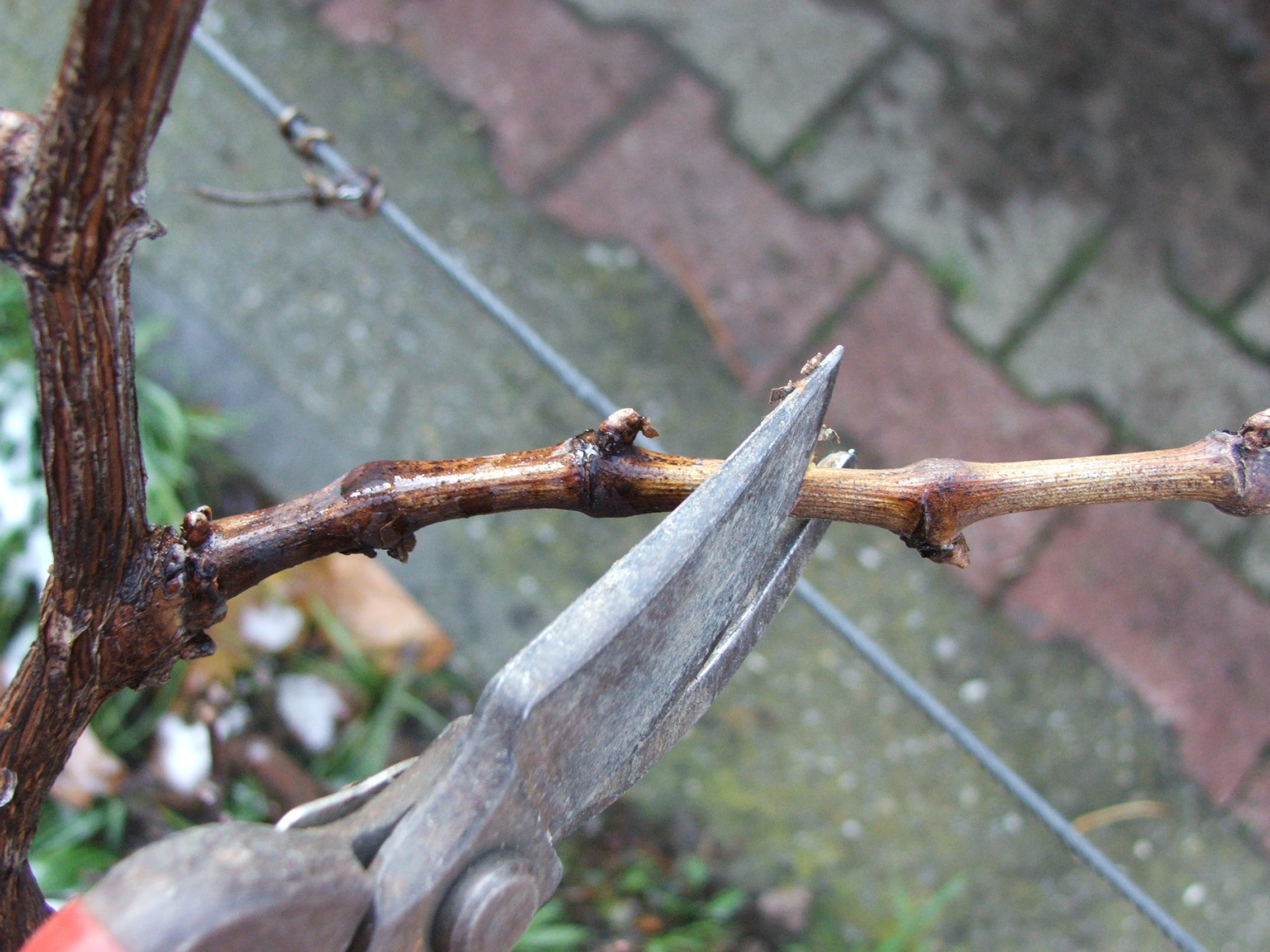 Óvatosan a metszőollóval!