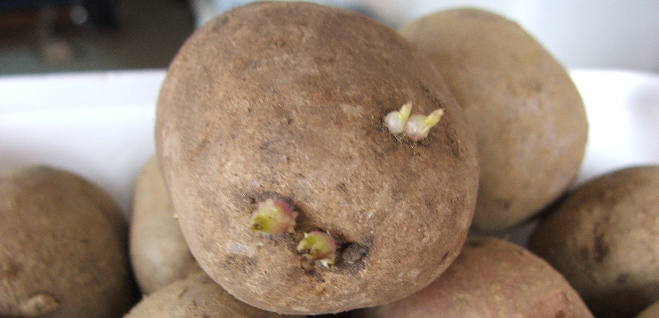 Milyen burgonyát ültessünk?