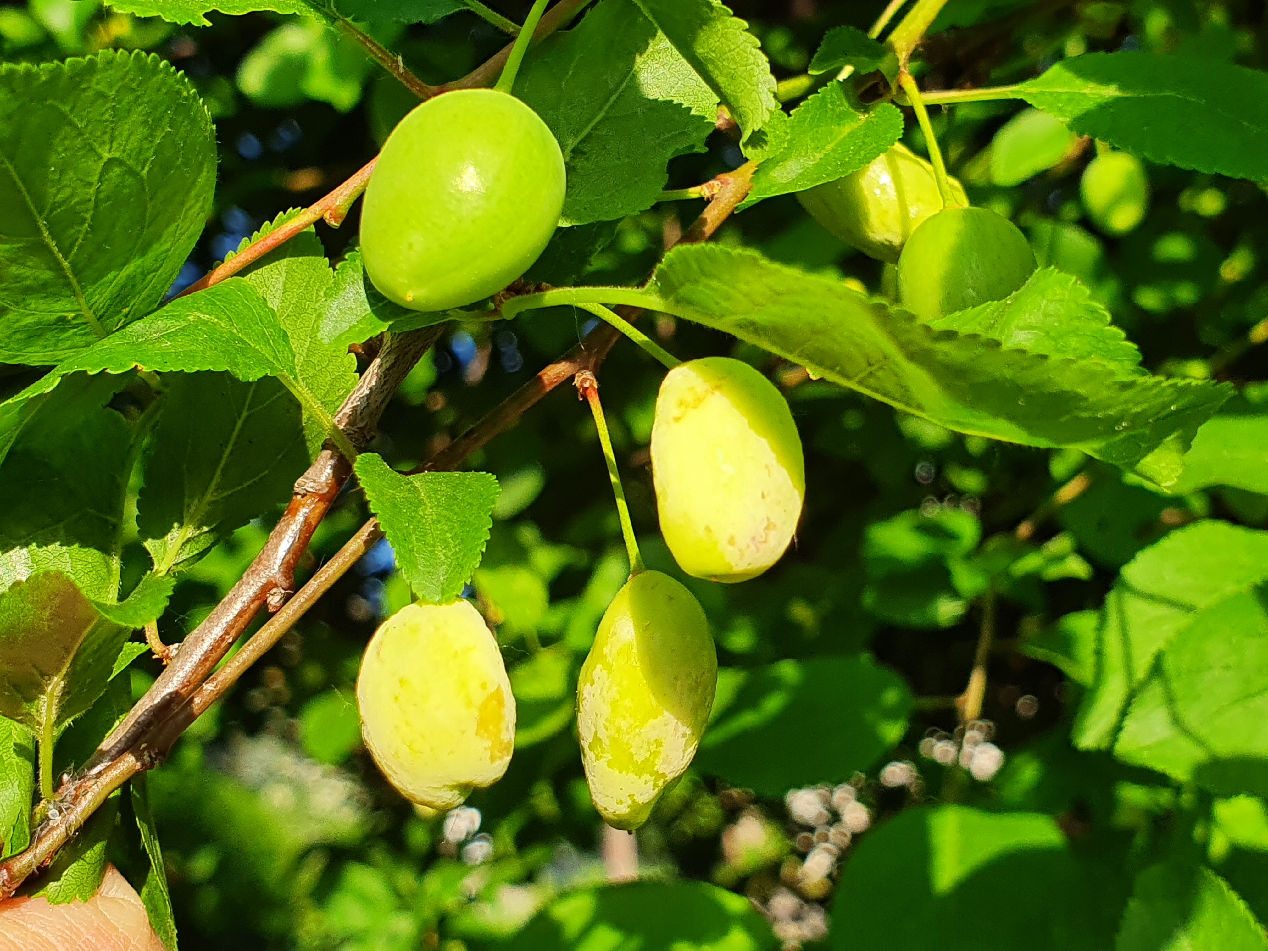 2022. évi 10. növényvédelmi felhívás – Zsigó György