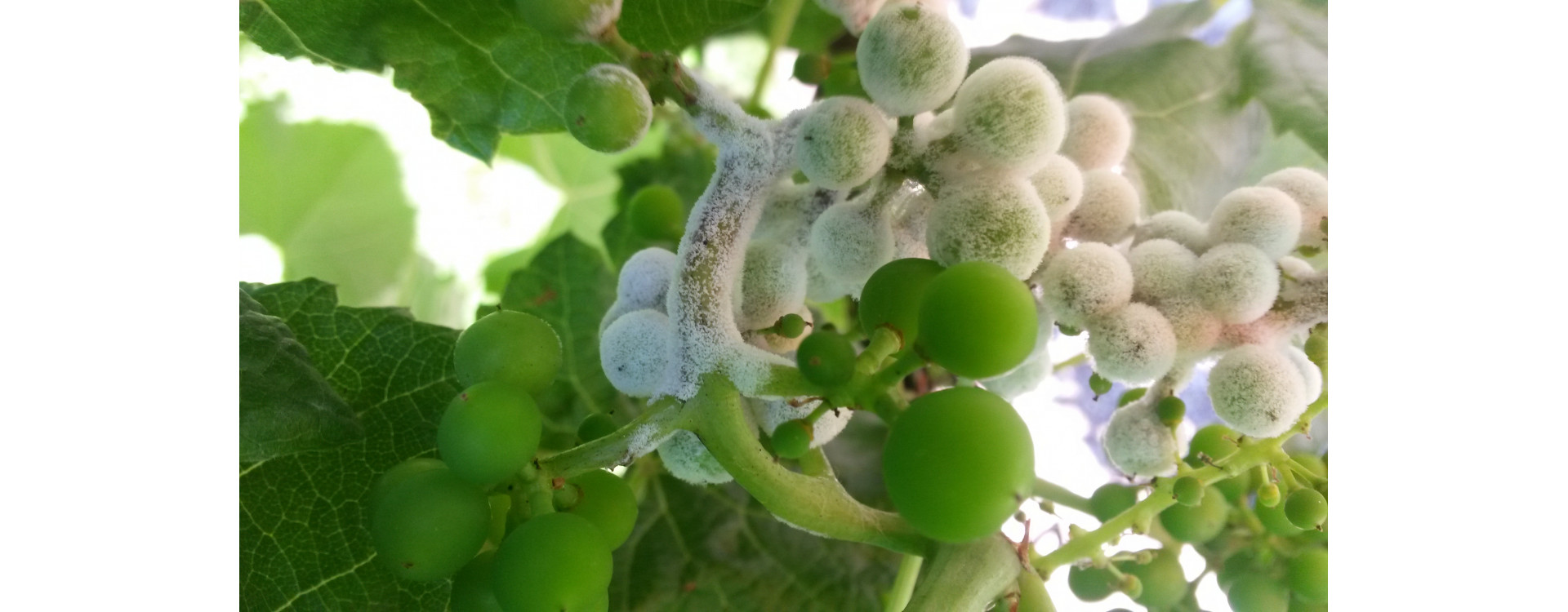 Növényvédelmi teendők – 2019. május 23-29.