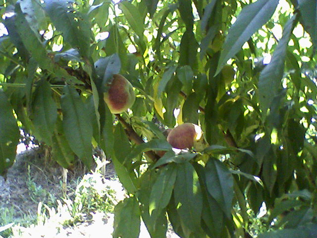 Őszibarack termesztése és metszése
