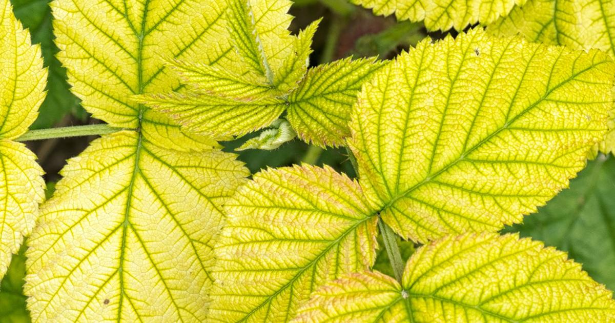 Növényvédelmi teendők – 2022. május 13-19.