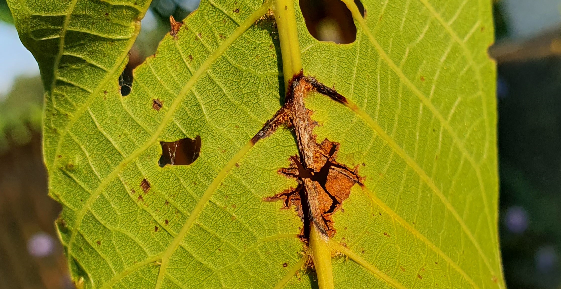 2023. évi 17. növényvédelmi felhívás – Zsigó György