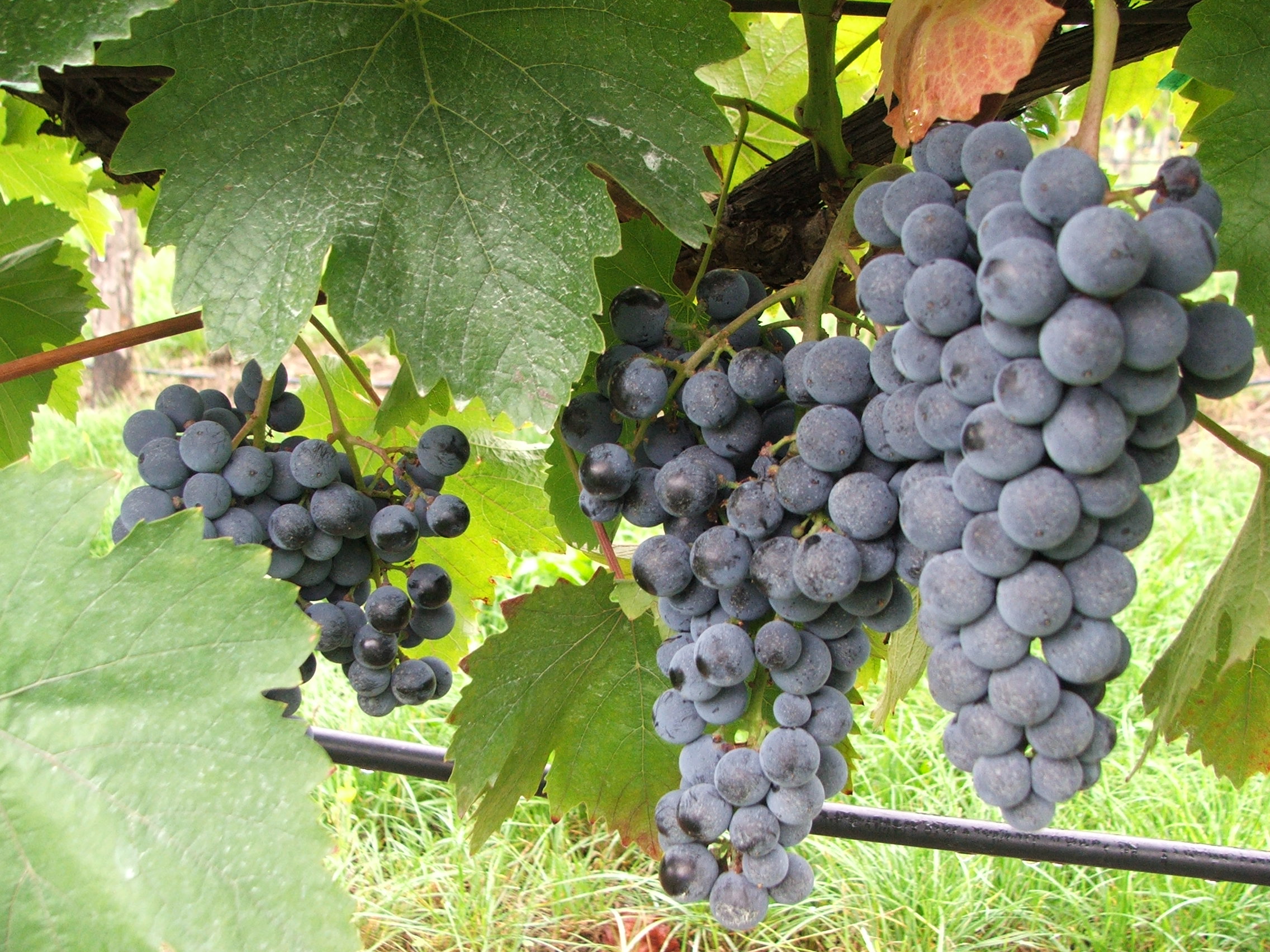 Növényvédelmi teendők – 2022. augusztus 12-18