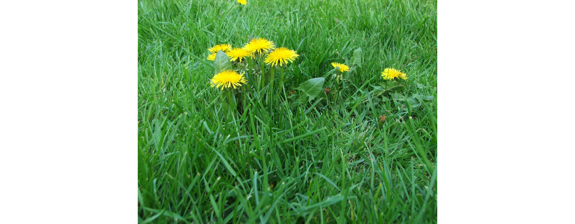 Növényvédelmi teendők – 2021. április 29.-május 5.