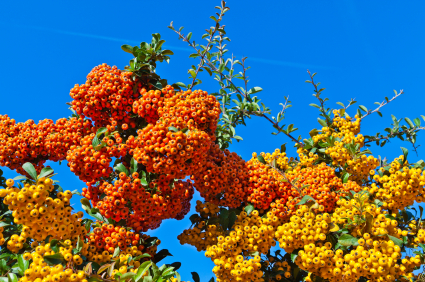 Vasas kesztyűvel a tűztövis ellen