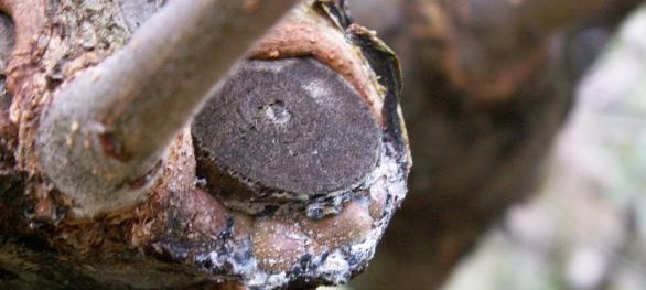 Növényvédelmi teendők –2023. április 3. hét