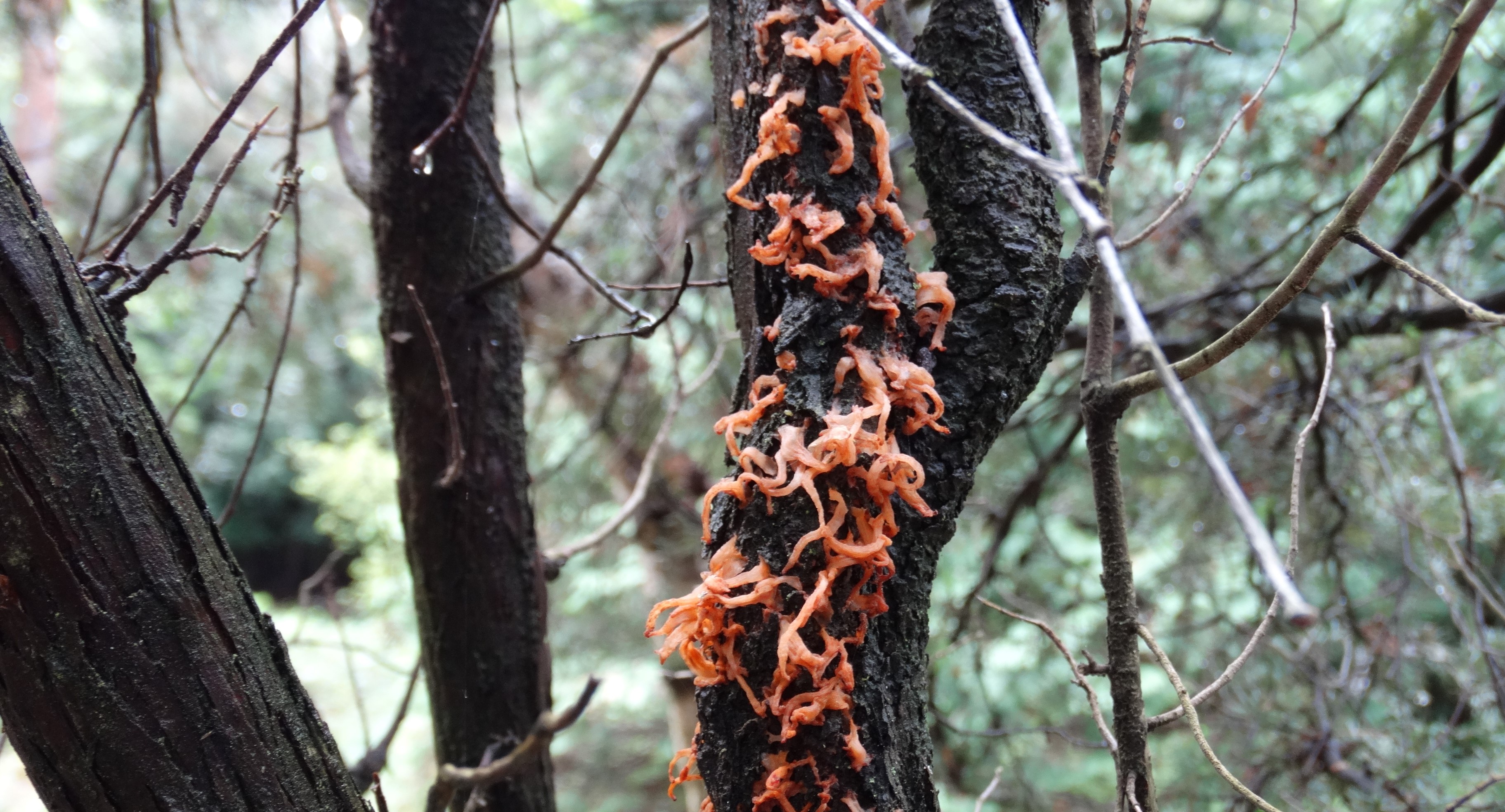 Növényvédelmi teendők – 2022. szeptember 9-15