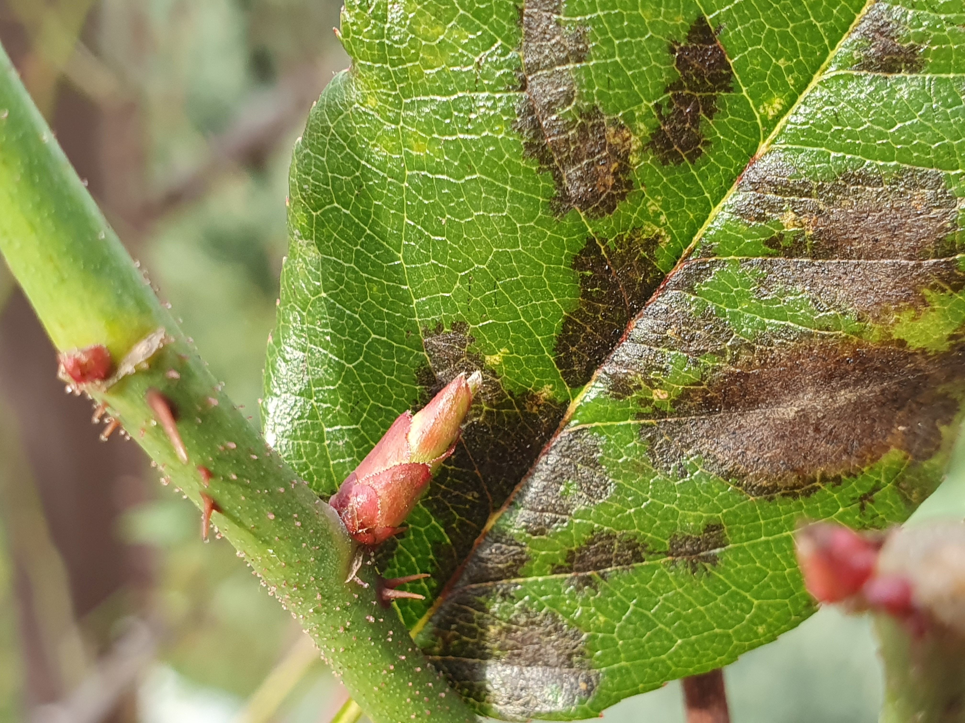2022. évi 1. növényvédelmi felhívás – Zsigó György