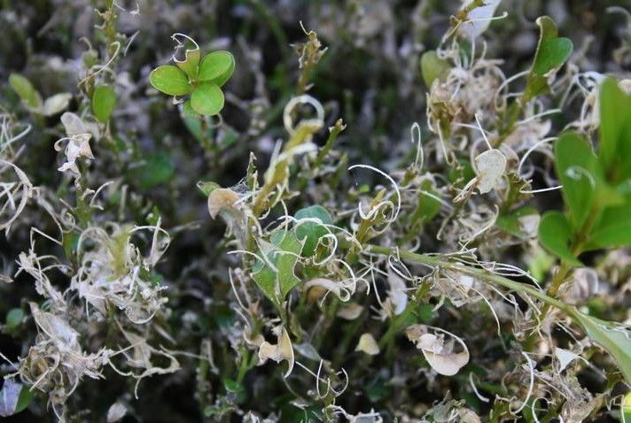 Növényvédelmi teendők – 2013. május 24-30.