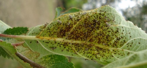 Növényvédelmi teendők – 2023. április 2. hét.