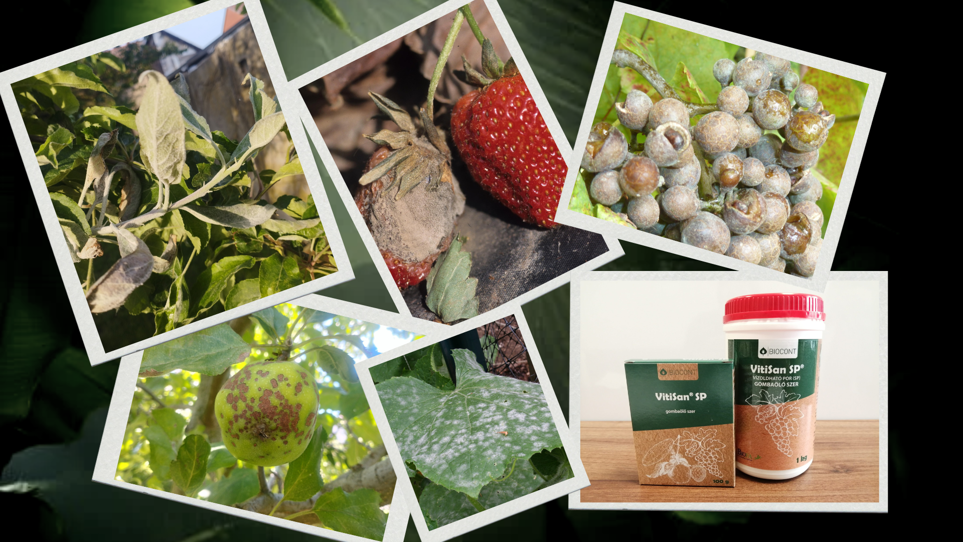 TIPP: Káliumpótlás és növényvédelem egy készítménnyel, bio módon