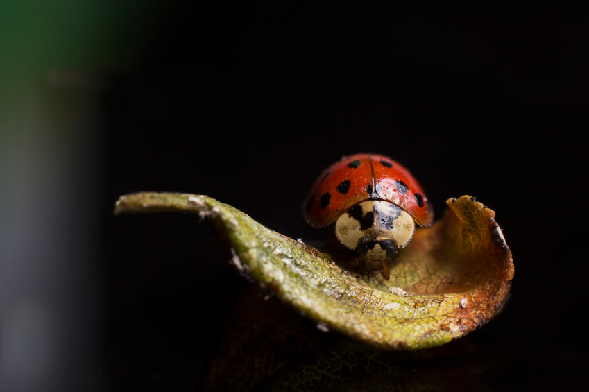 Környezetkímélő növényvédő szerek