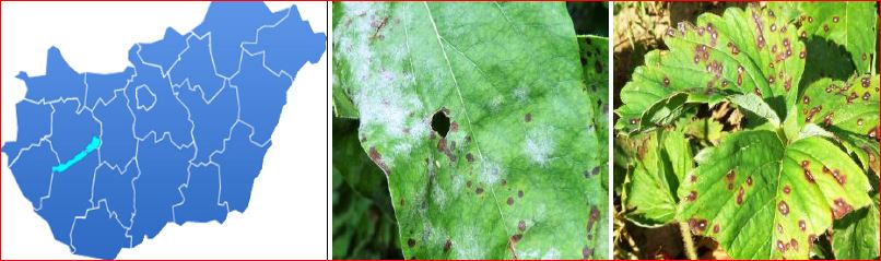 Zsigó György – Hasznos közlendők kertbarátoknak – 2016/13