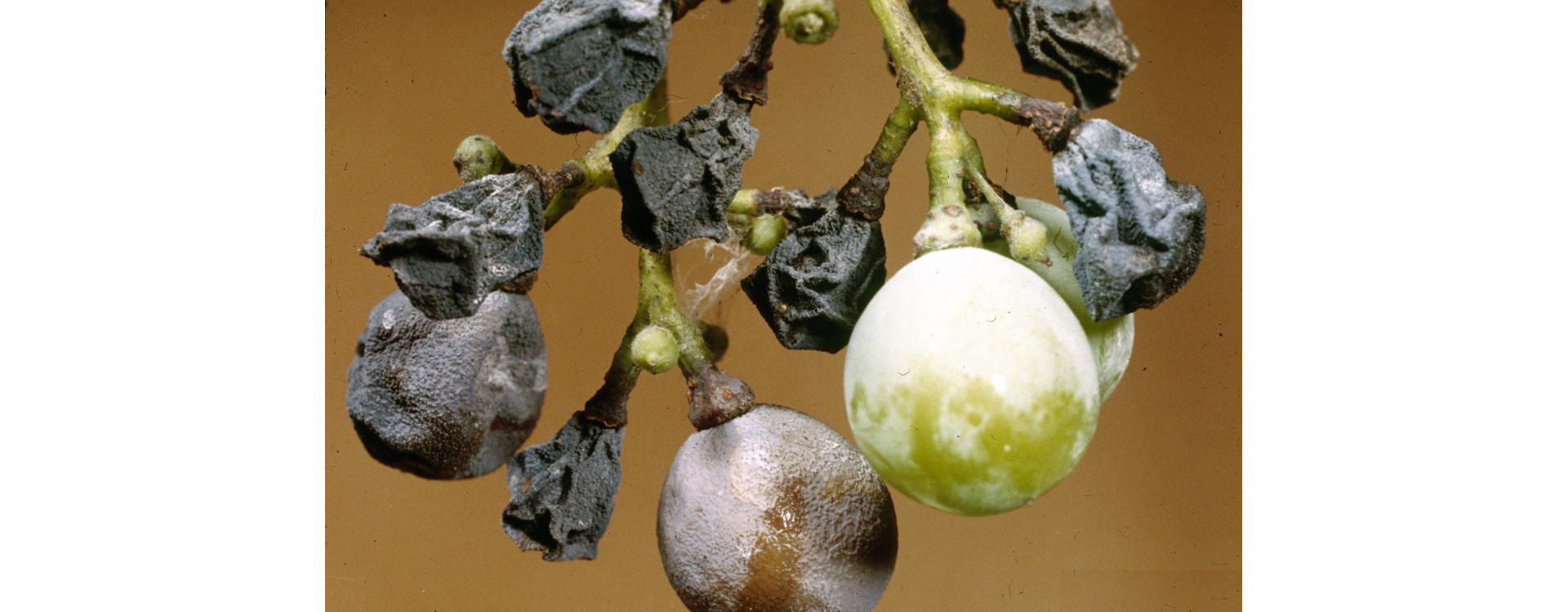 Növényvédelmi teendők – 2020. szeptember 5-11.