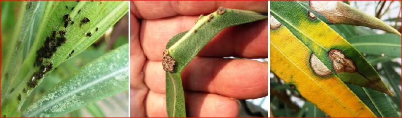 Zsigó György – Hasznos közlendők kertbarátoknak – 2016/15