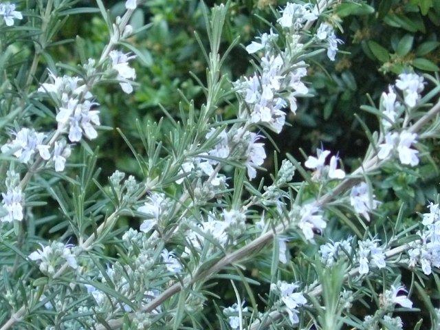 Az illatos és örökzöld rozmaringról