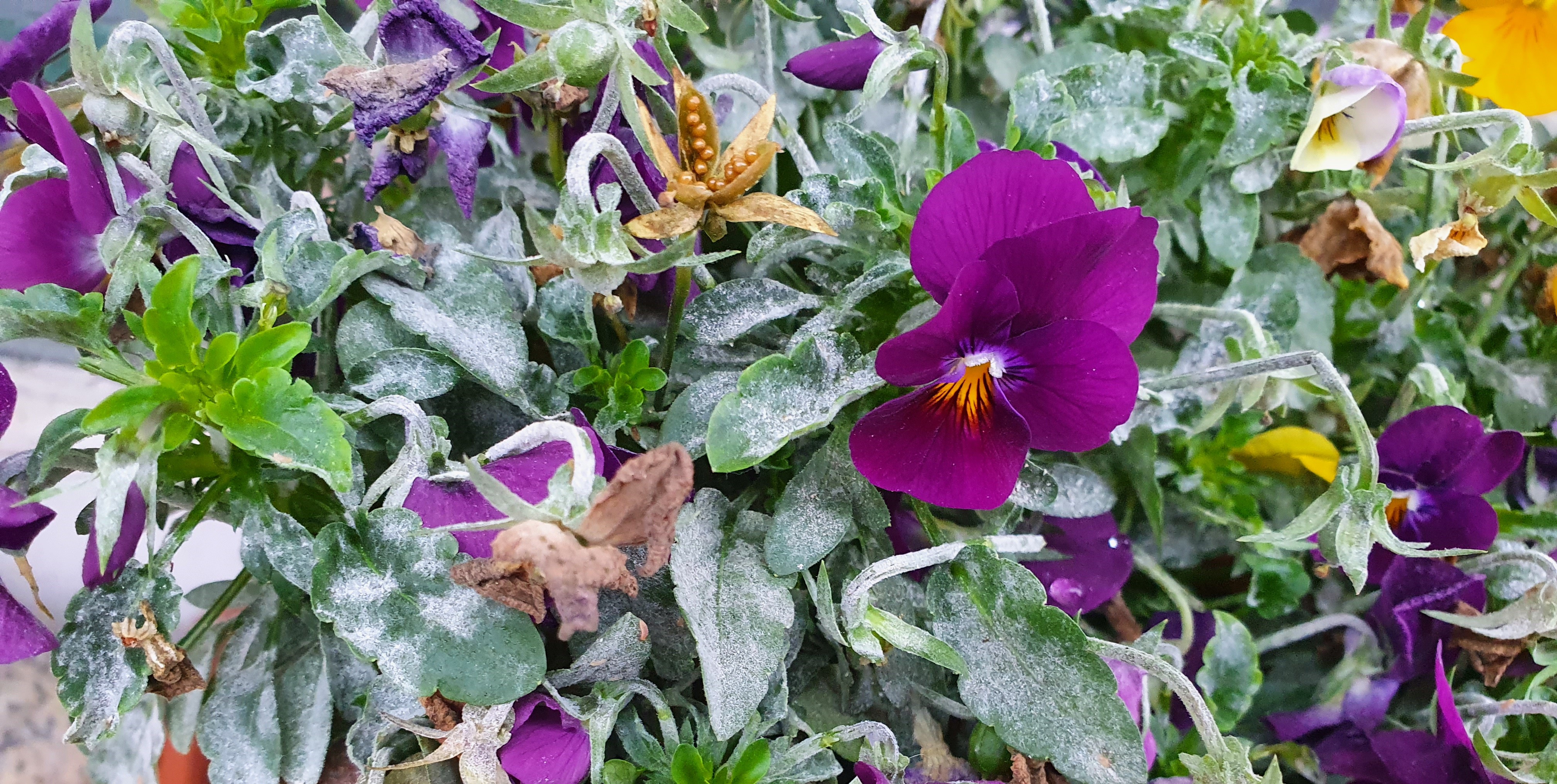 2022. évi 22. - idei utolsó - növényvédelmi felhívás – Zsigó György