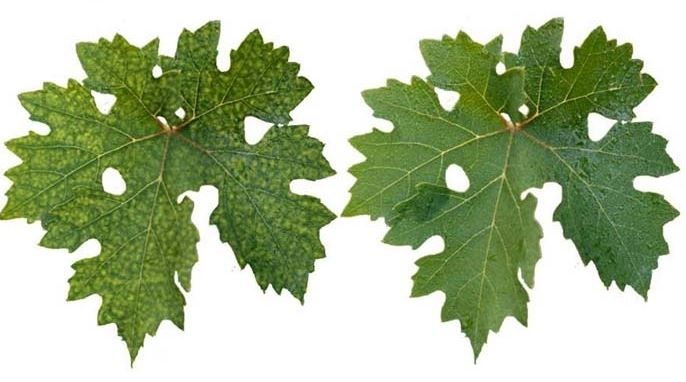 A növények szakácsa az ügyes kertész