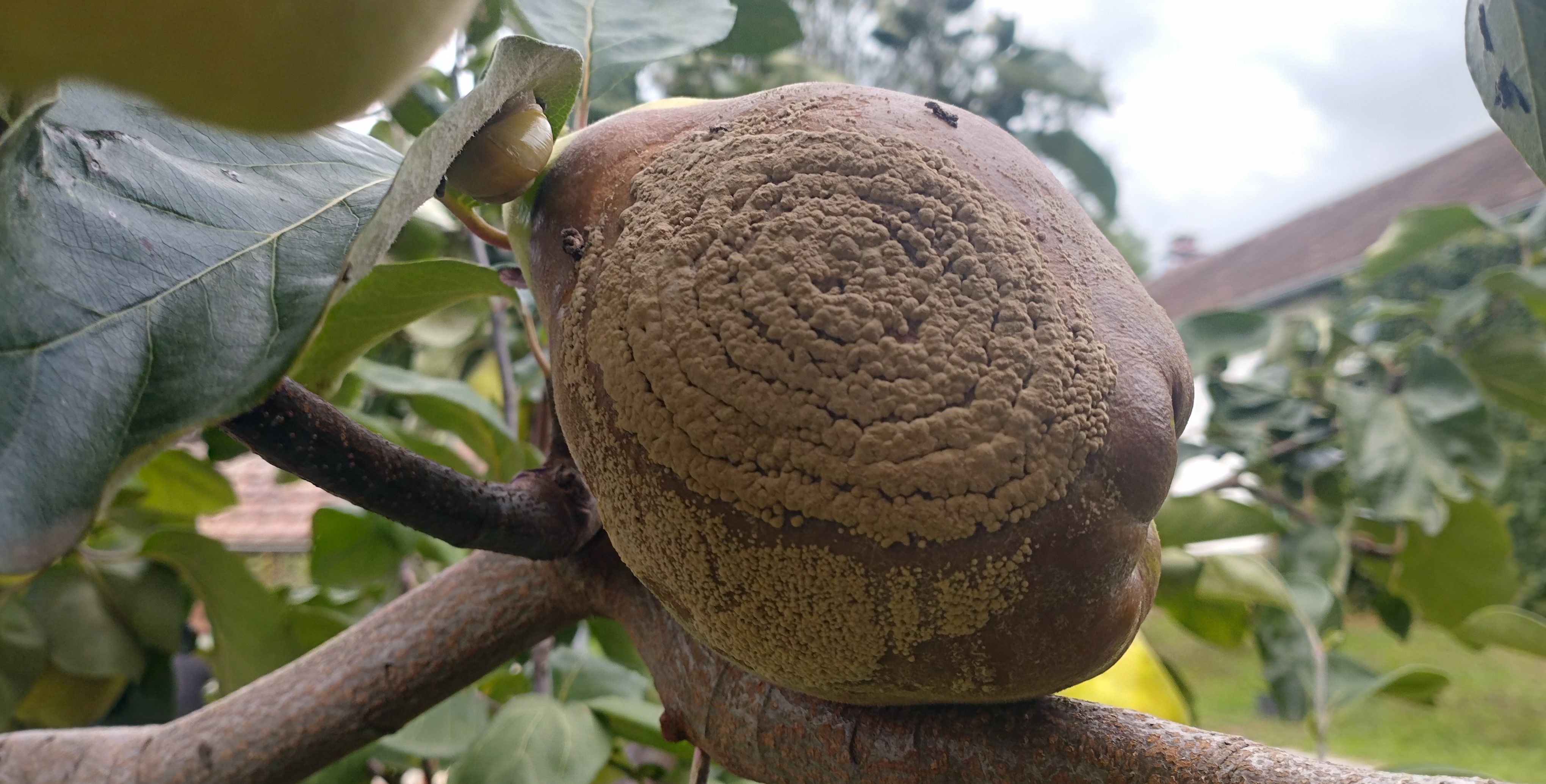 Növényvédelmi teendők – 2022. szeptember 16-22