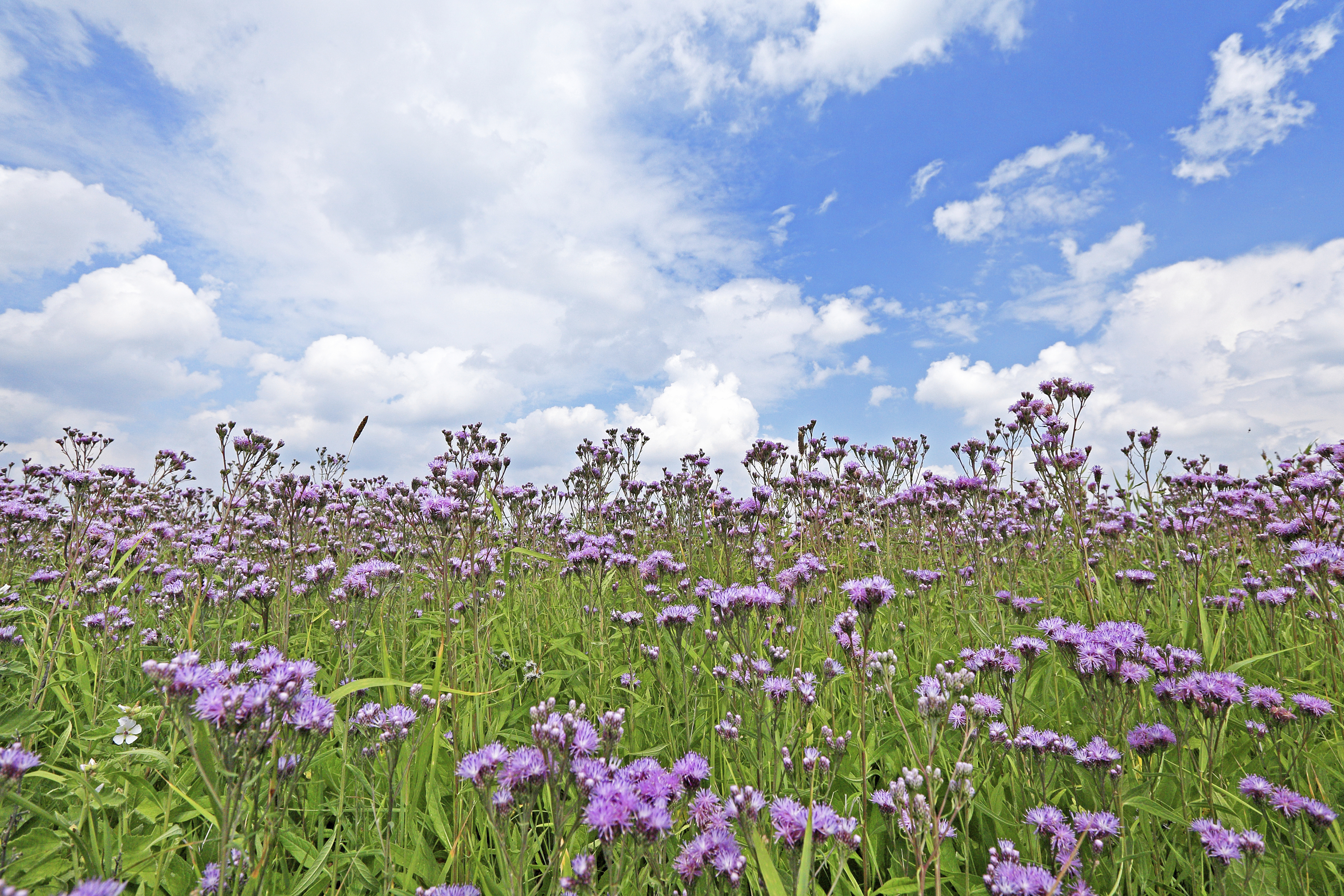Új Huszár Aktív gyomirtó permetezőszer
