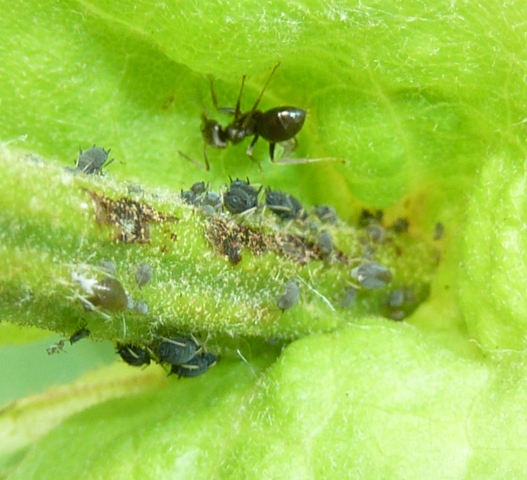 Időszerű növényvédelmi teendők a közterületeken-2014/2