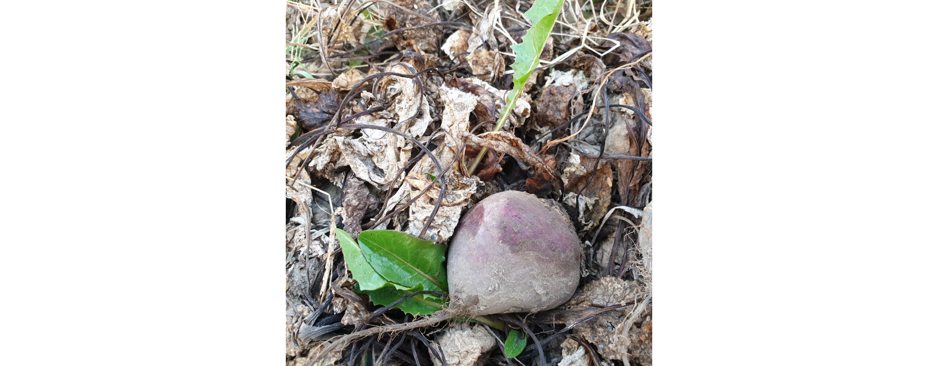 Zsigó György – Hasznos közlendők kertbarátoknak – 2019/21