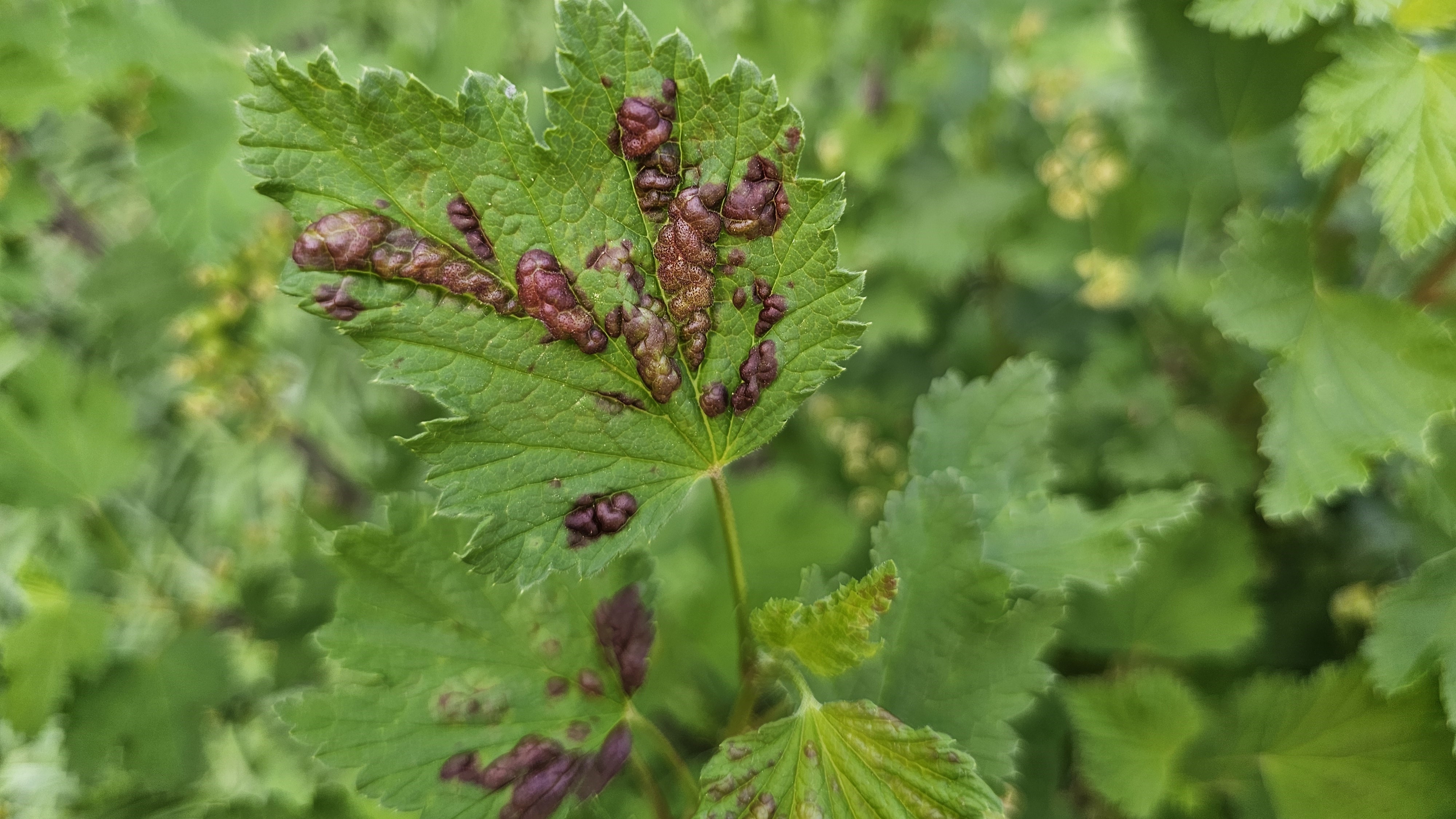 2025. évi 7. növényvédelmi felhívás