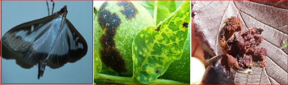 Zsigó György – Hasznos közlendők kertbarátoknak – 2017/11